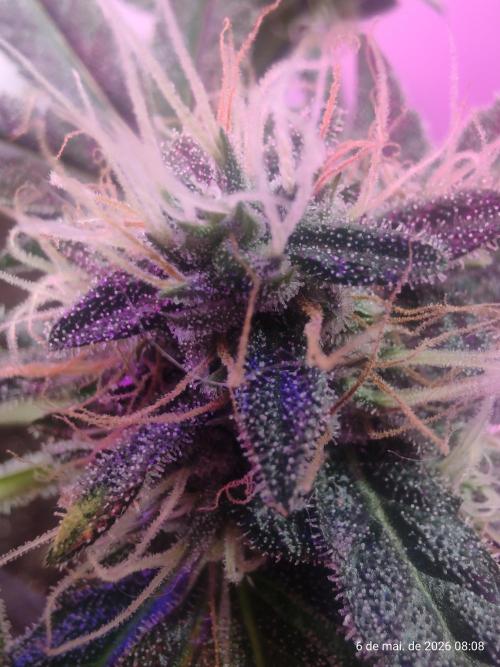 Skittles Pie. Week 16