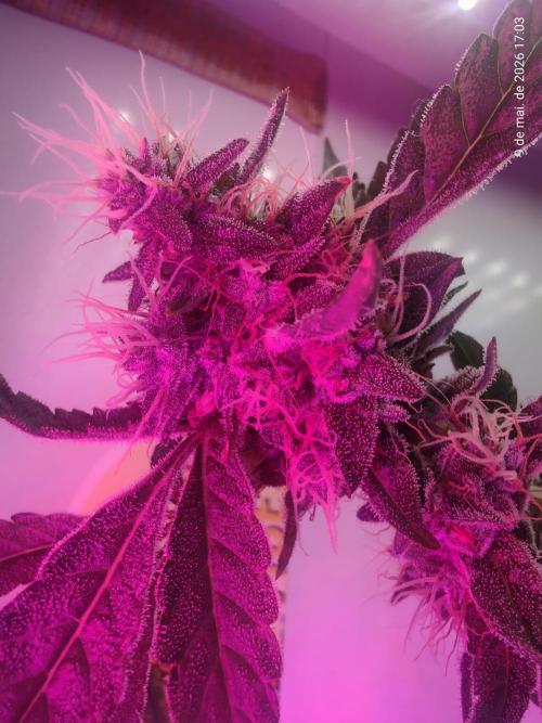 Skittles Pie. Week 16