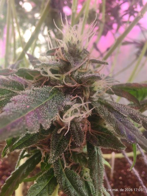 Skittles Pie. Week 16