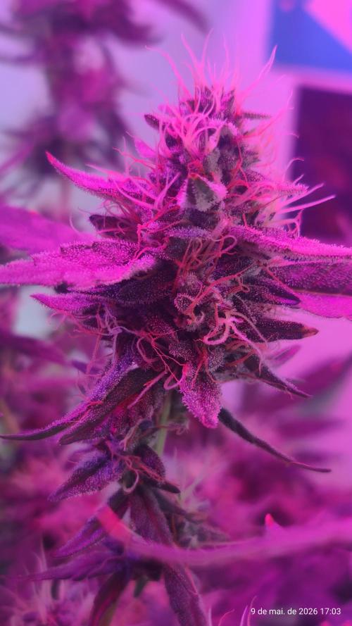 Skittles Pie. Week 16