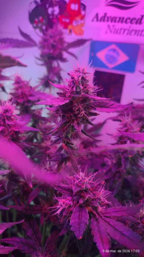Skittles Pie. Week 16