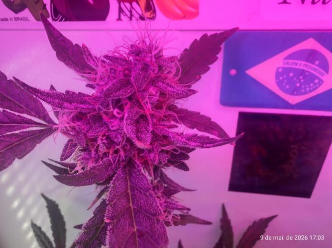 Skittles Pie. Week 16