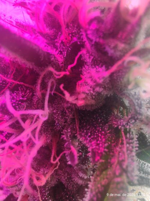 Skittles Pie. Week 16