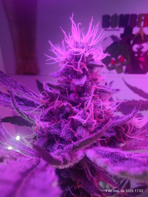 Skittles Pie. Week 16