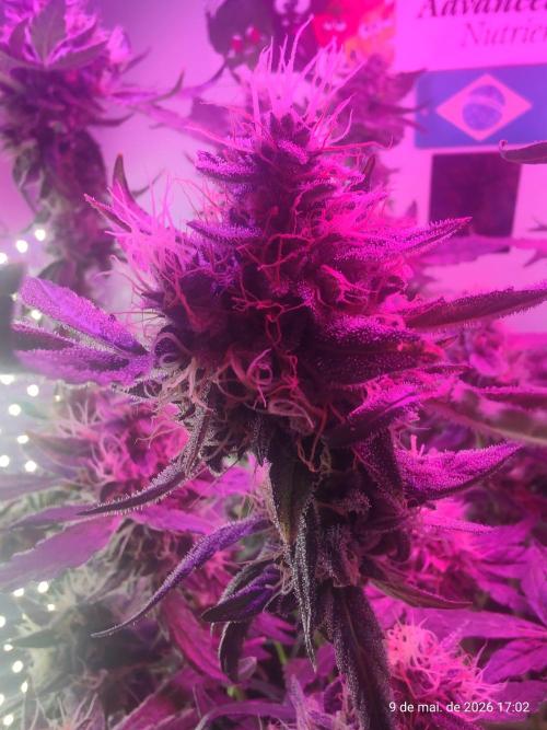 Skittles Pie. Week 16