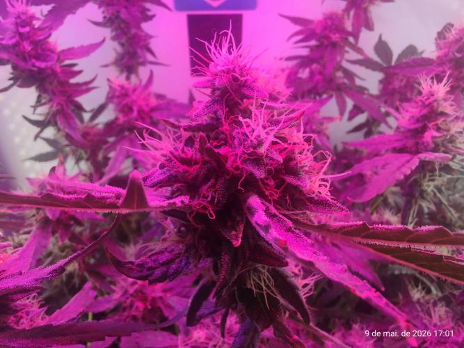 Skittles Pie. Week 16