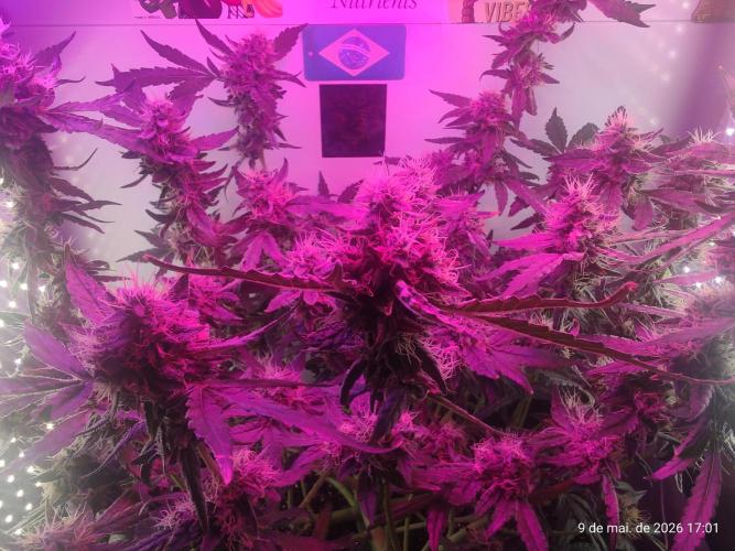 Skittles Pie. Week 16