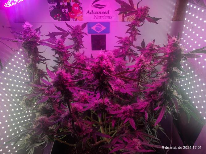 Skittles Pie. Week 16