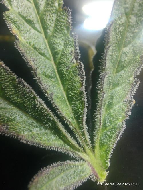 Skittles Pie. Week 17