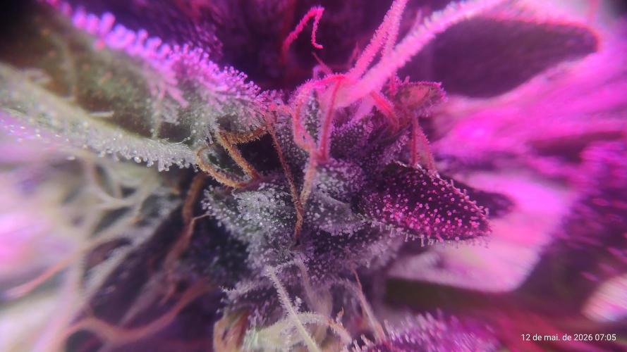 Skittles Pie. Week 17