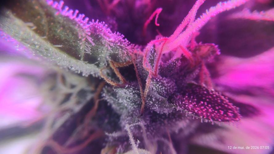 Skittles Pie. Week 17