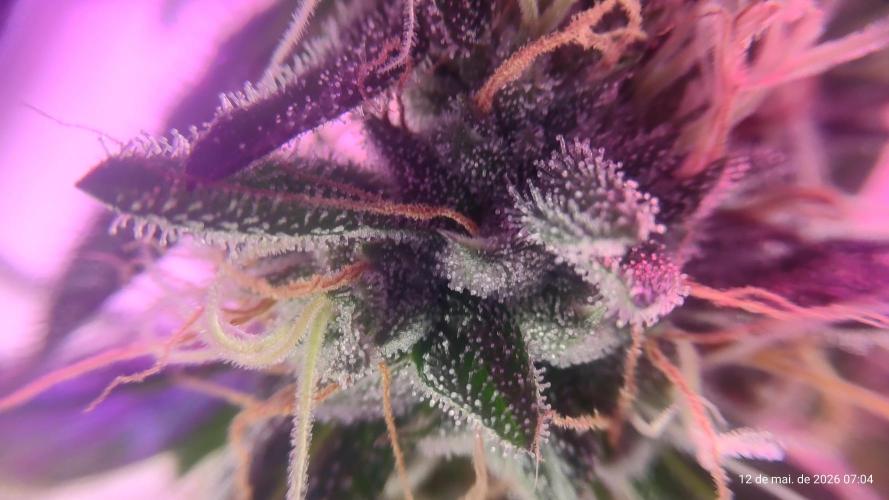 Skittles Pie. Week 17