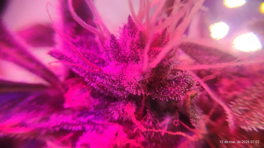 Skittles Pie. Week 17