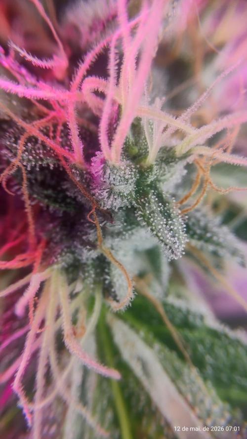 Skittles Pie. Week 17