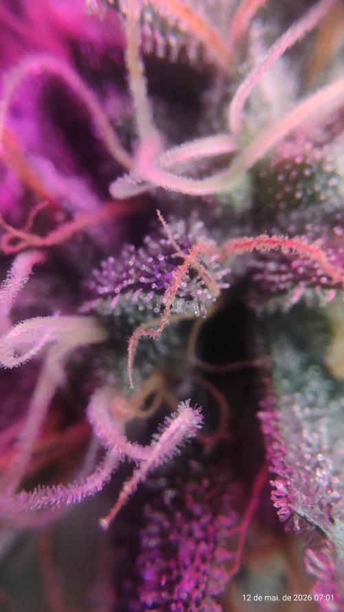 Skittles Pie. Week 17