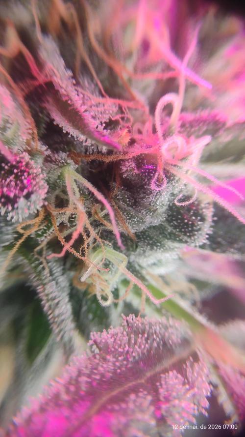 Skittles Pie. Week 17