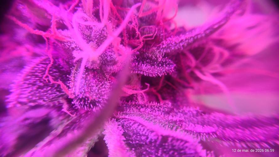 Skittles Pie. Week 17
