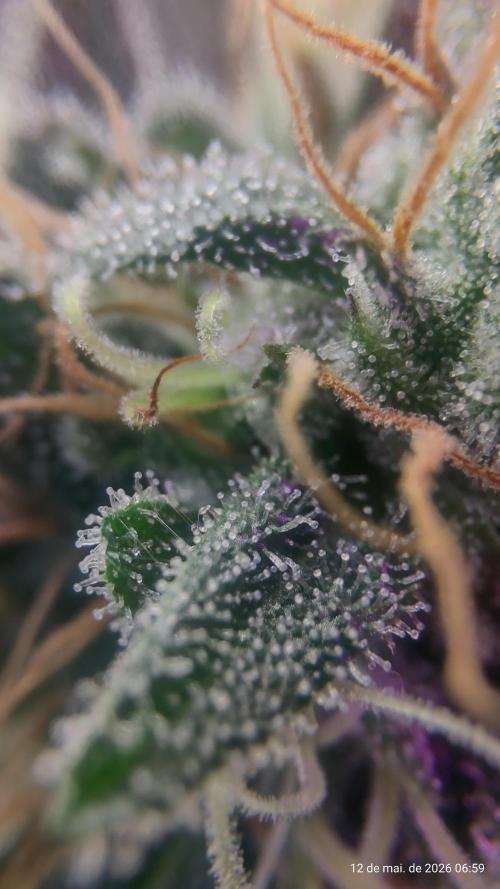 Skittles Pie. Week 17