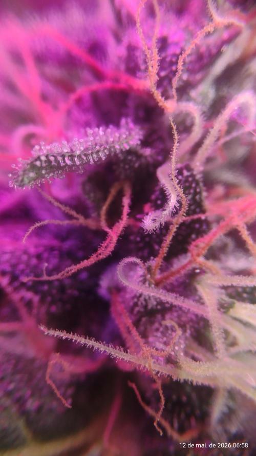 Skittles Pie. Week 17