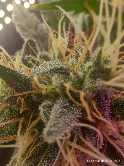 Skittles Pie. Week 17