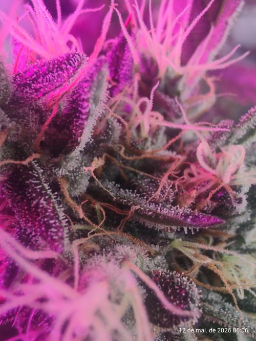 Skittles Pie. Week 17
