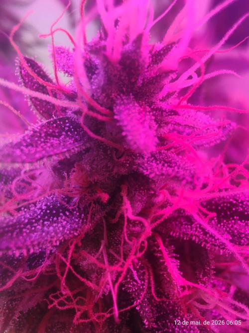 Skittles Pie. Week 17