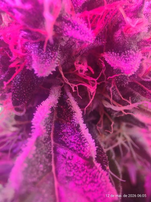 Skittles Pie. Week 17