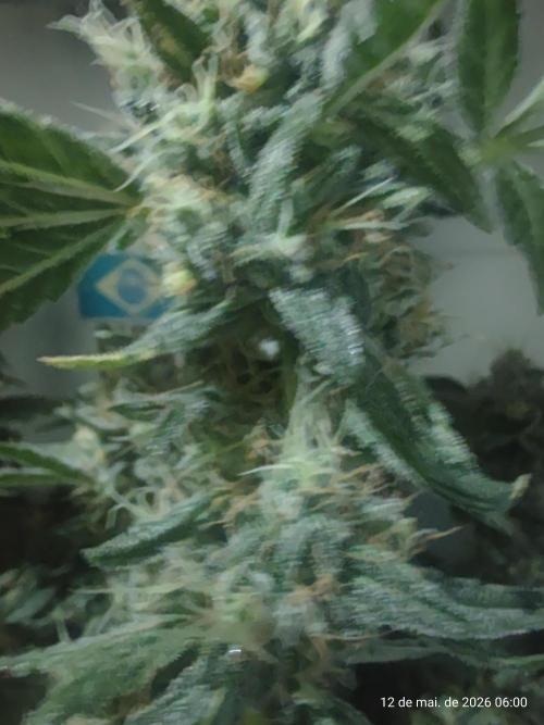 Skittles Pie. Week 17