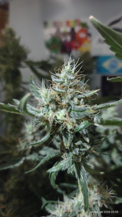 Skittles Pie. Week 17