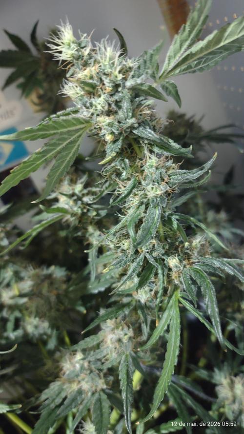 Skittles Pie. Week 17