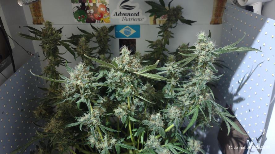 Skittles Pie. Week 17