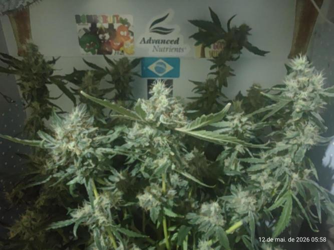 Skittles Pie. Week 17