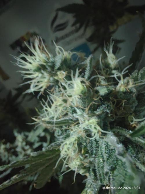 Skittles Pie. Week 18