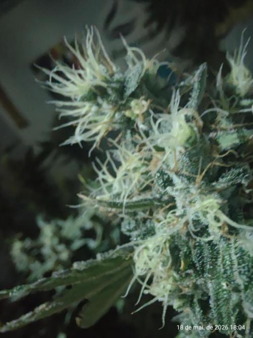 Skittles Pie. Week 18