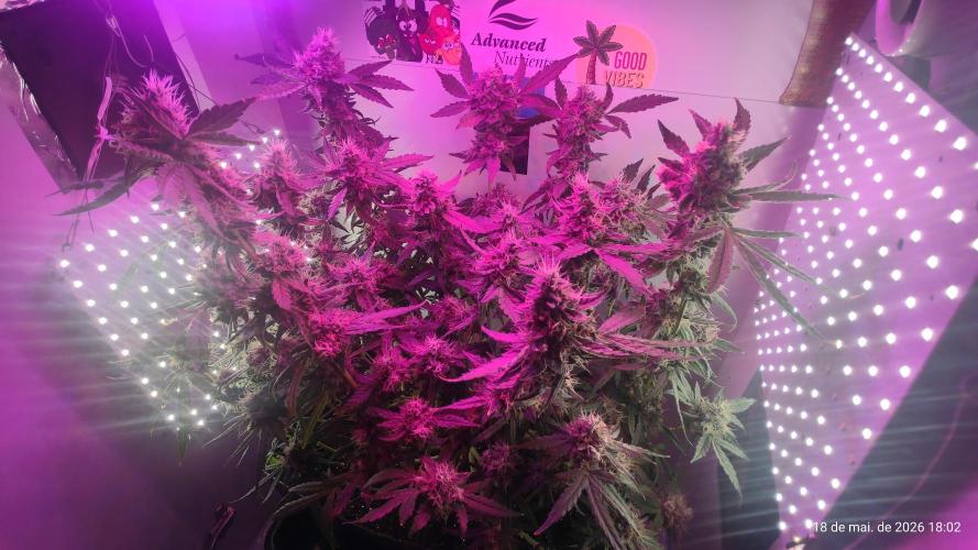 Skittles Pie. Week 18