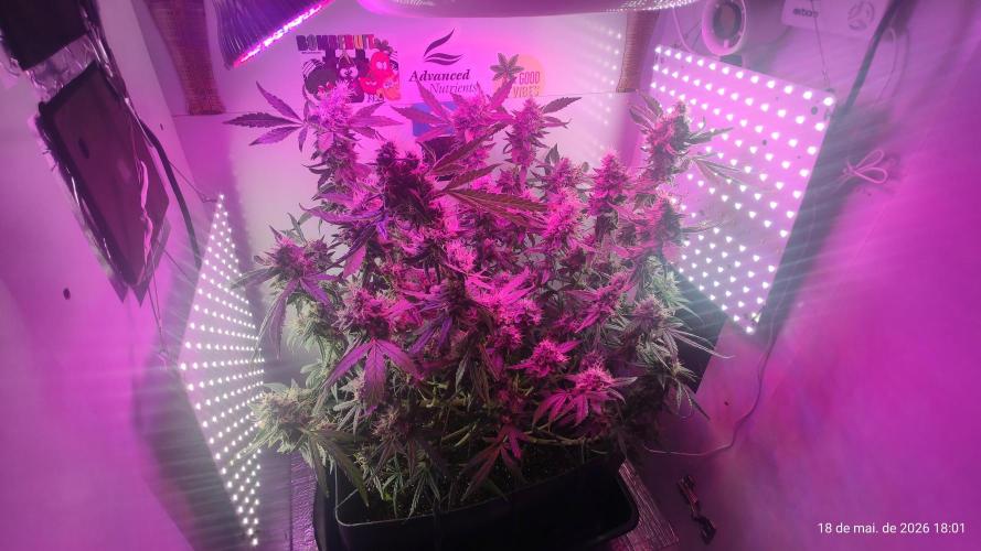 Skittles Pie. Week 18