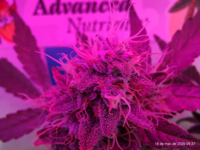 Skittles Pie. Week 18