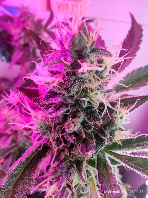 Skittles Pie. Week 18