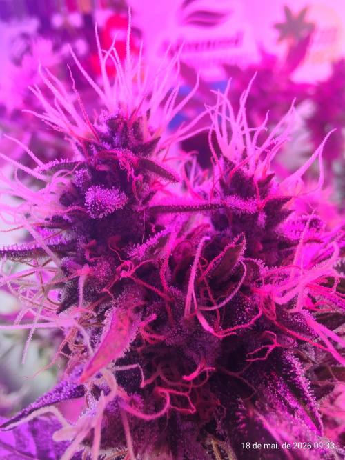 Skittles Pie. Week 18
