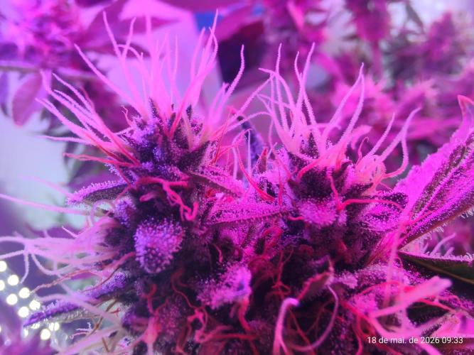 Skittles Pie. Week 18