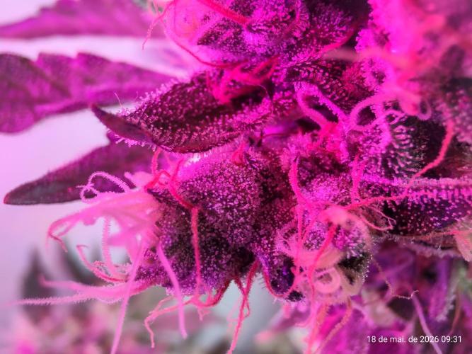Skittles Pie. Week 18