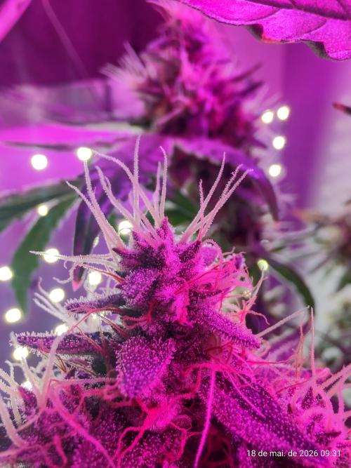 Skittles Pie. Week 18