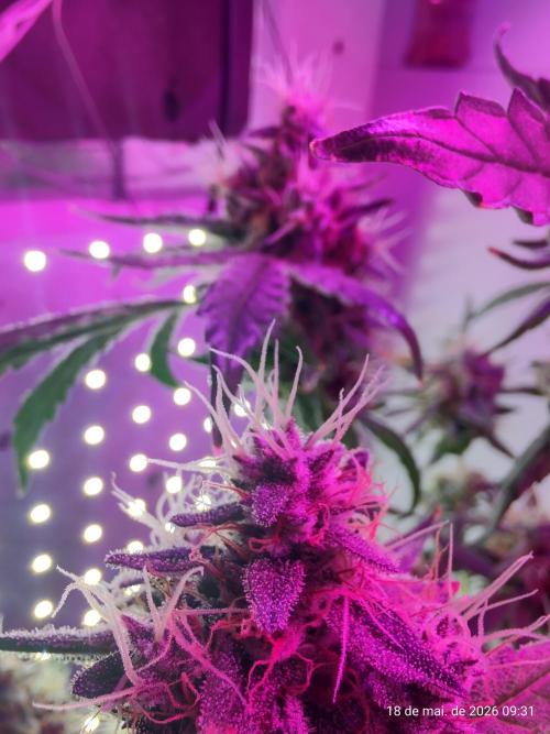 Skittles Pie. Week 18