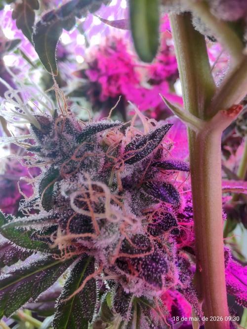 Skittles Pie. Week 18