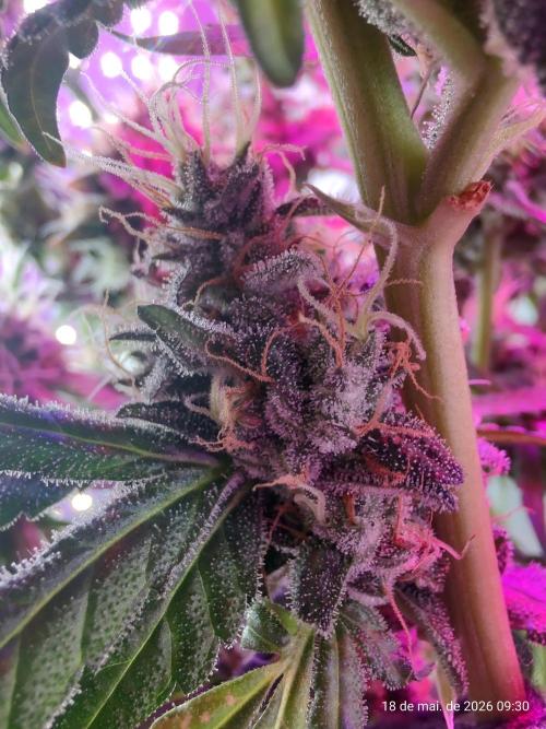 Skittles Pie. Week 18