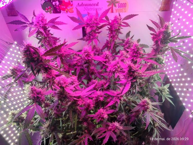 Skittles Pie. Week 18
