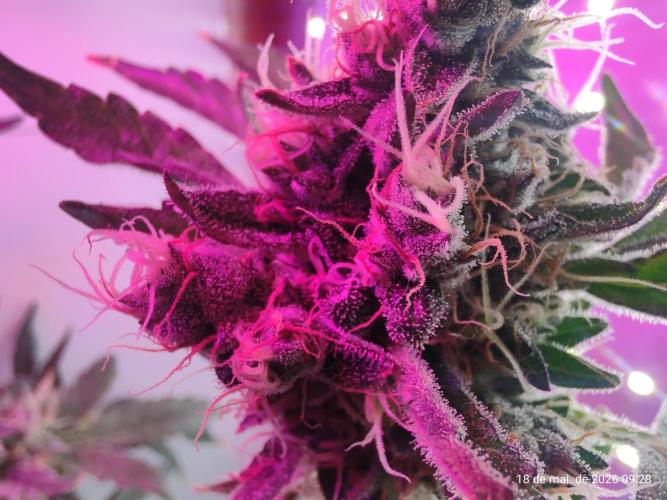 Skittles Pie. Week 18