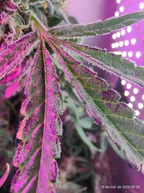 Skittles Pie. Week 18