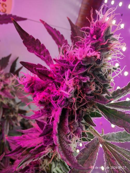 Skittles Pie. Week 18