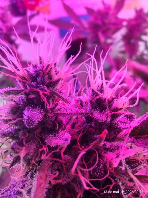 Skittles Pie. Week 18